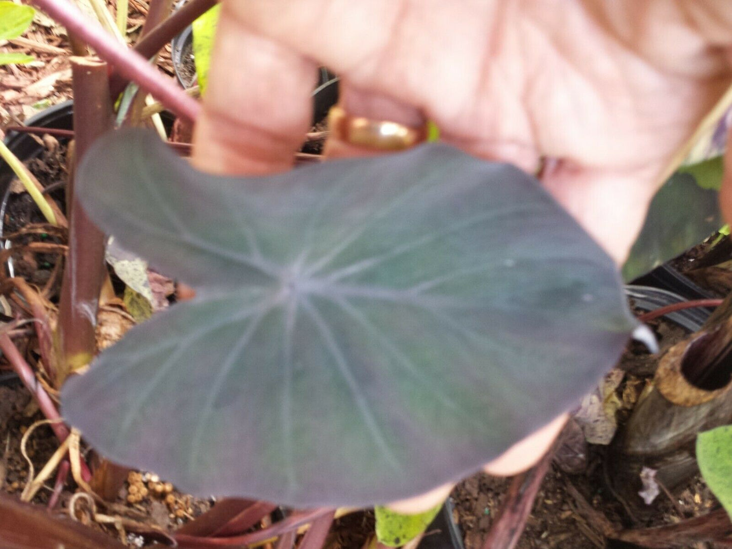 Colocasia escuenta Midnight Elephant Ear