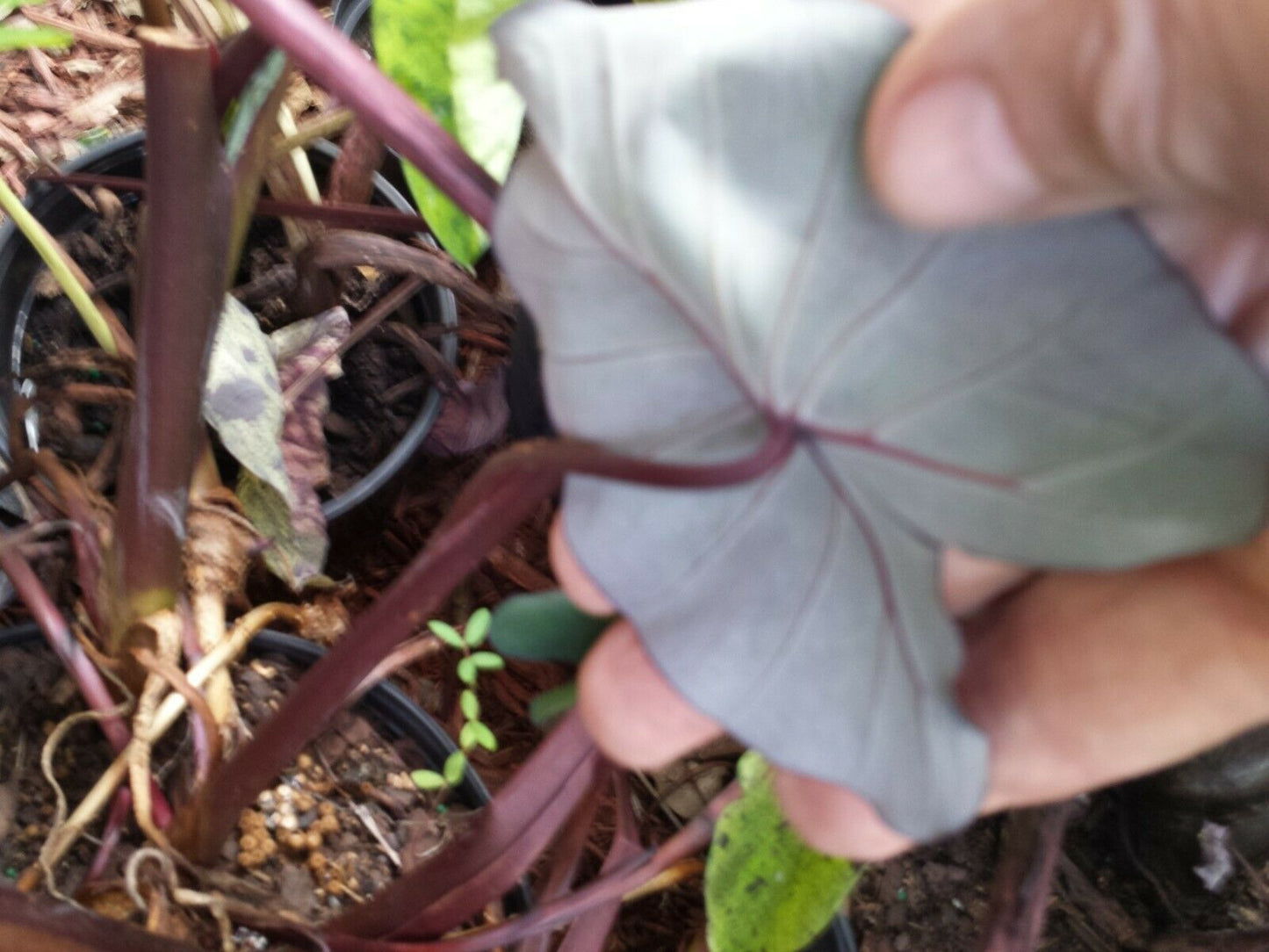 Colocasia escuenta Midnight Elephant Ear