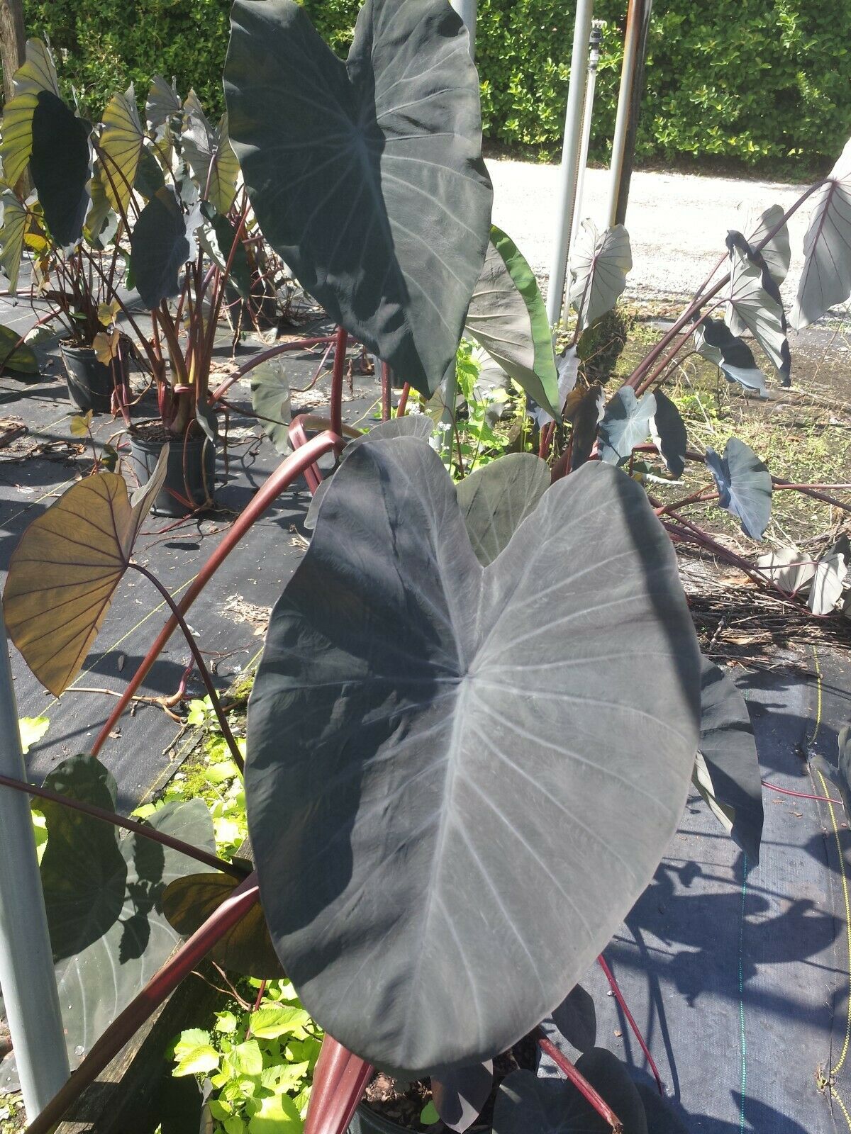 Colocasia escuenta Midnight Elephant Ear