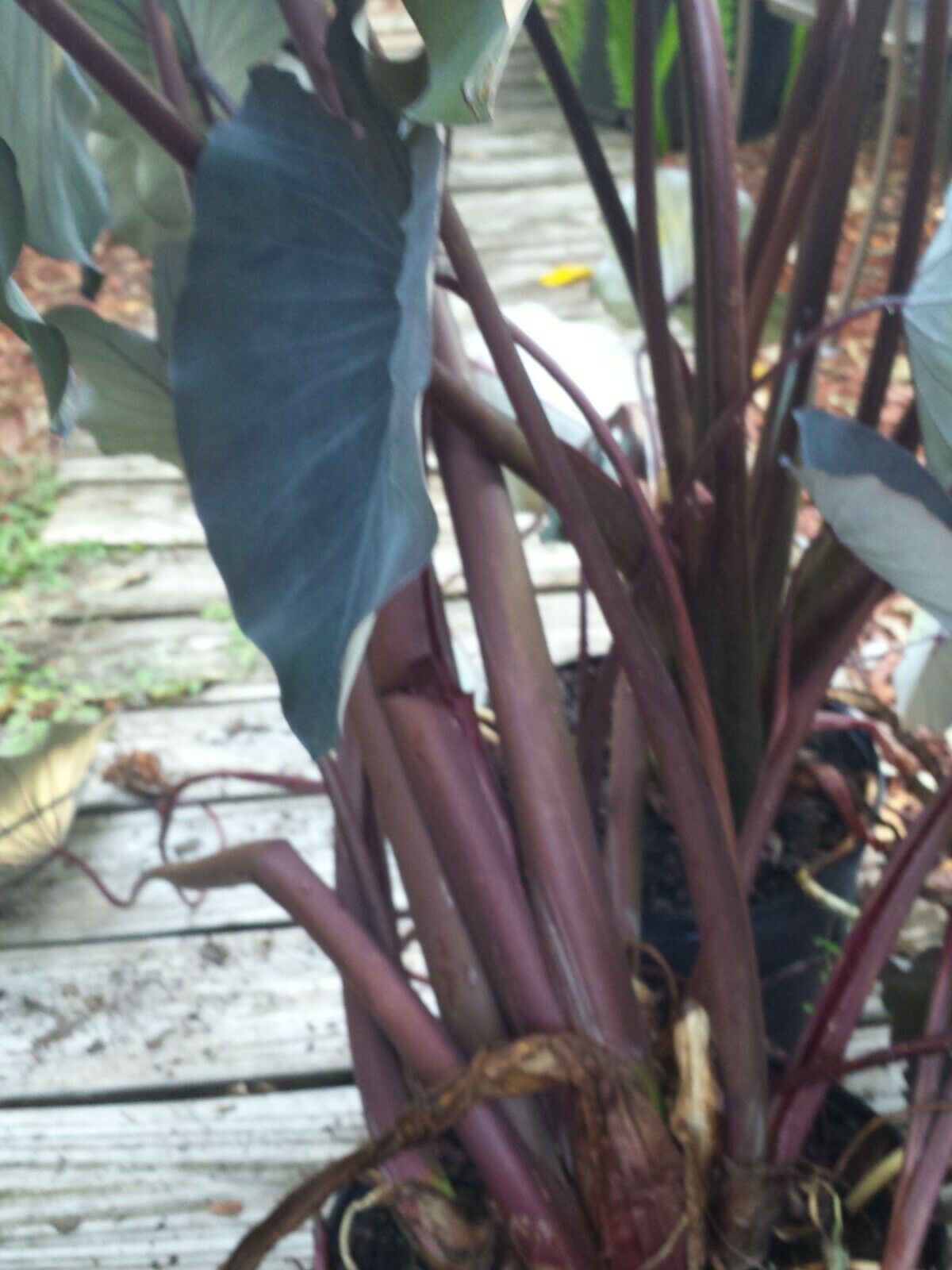 Colocasia escuenta Midnight Elephant Ear