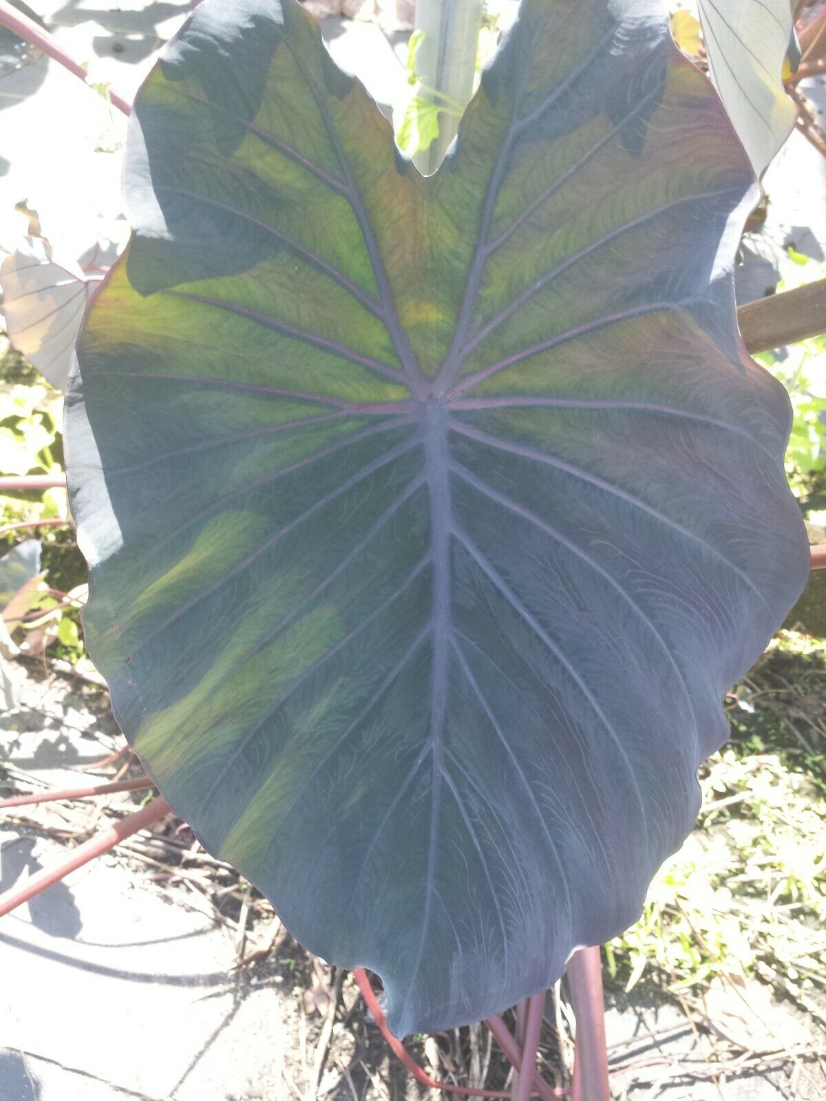 Colocasia escuenta Midnight Elephant Ear