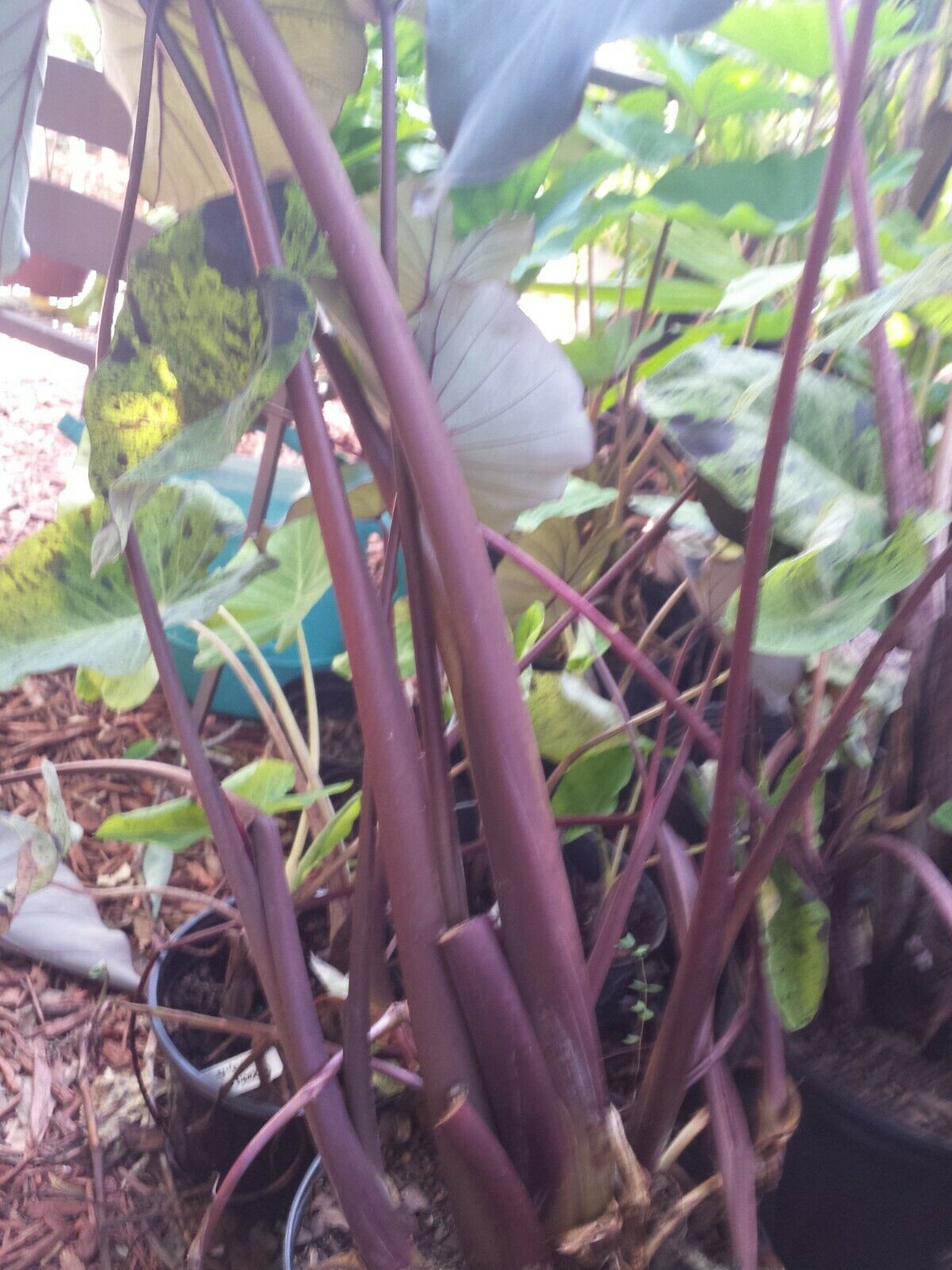 Colocasia escuenta Midnight Elephant Ear