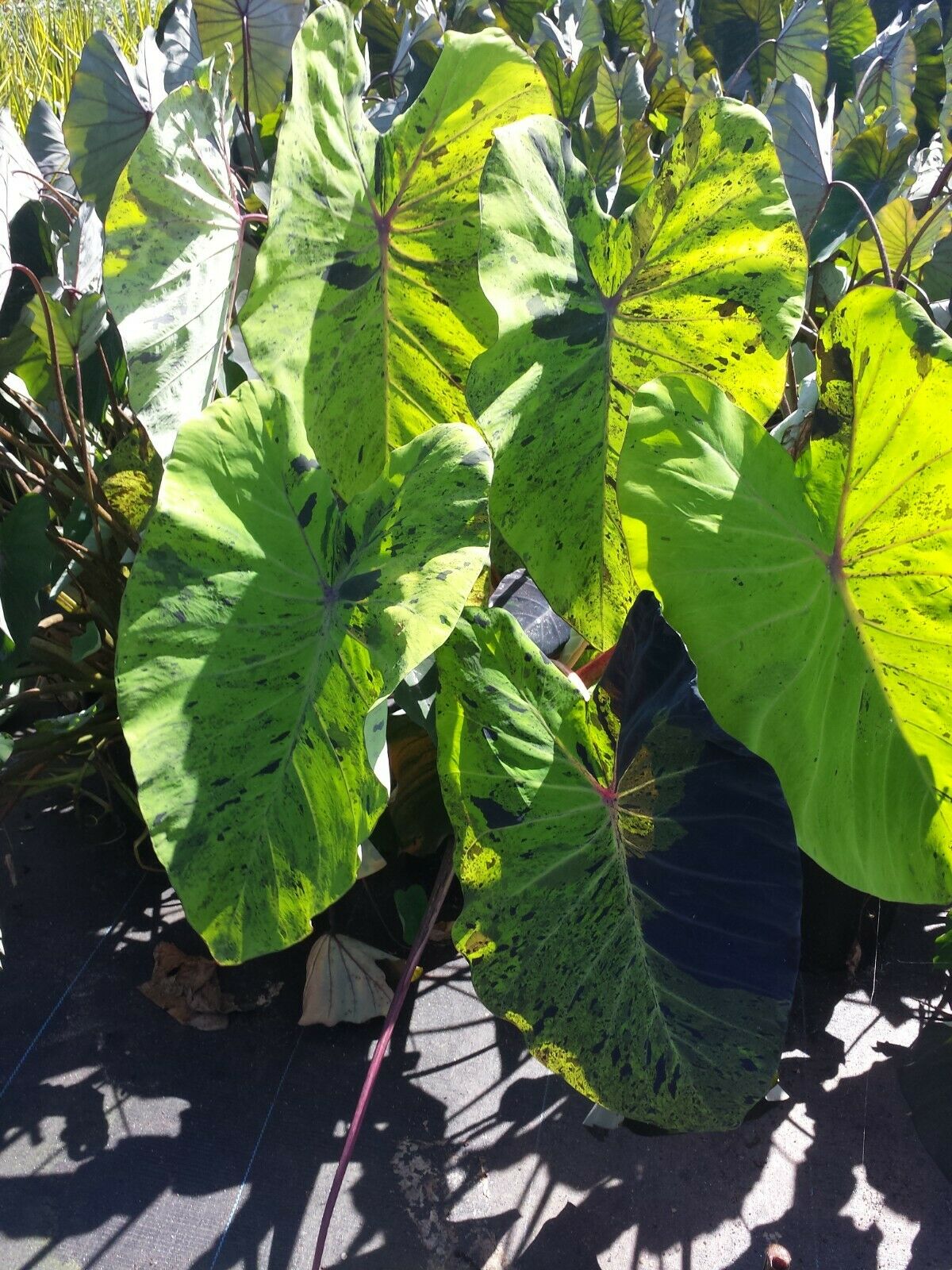 Colocasia escuenta Mojito Elephant Ear