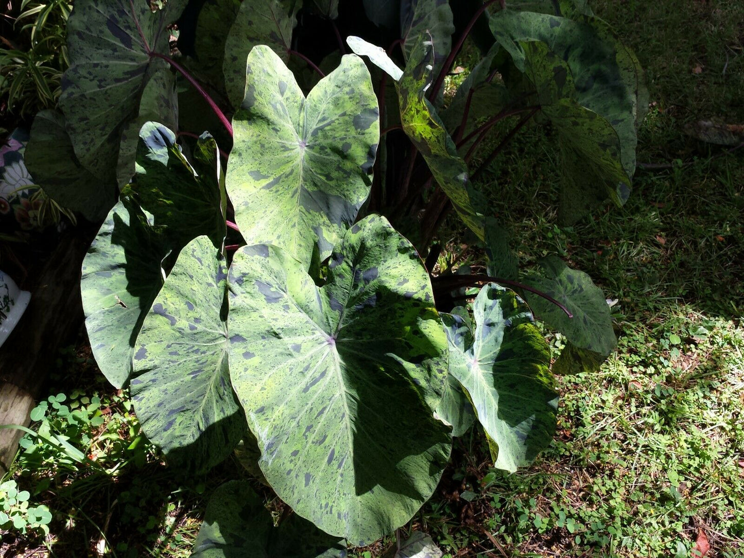 Colocasia escuenta Mojito Elephant Ear