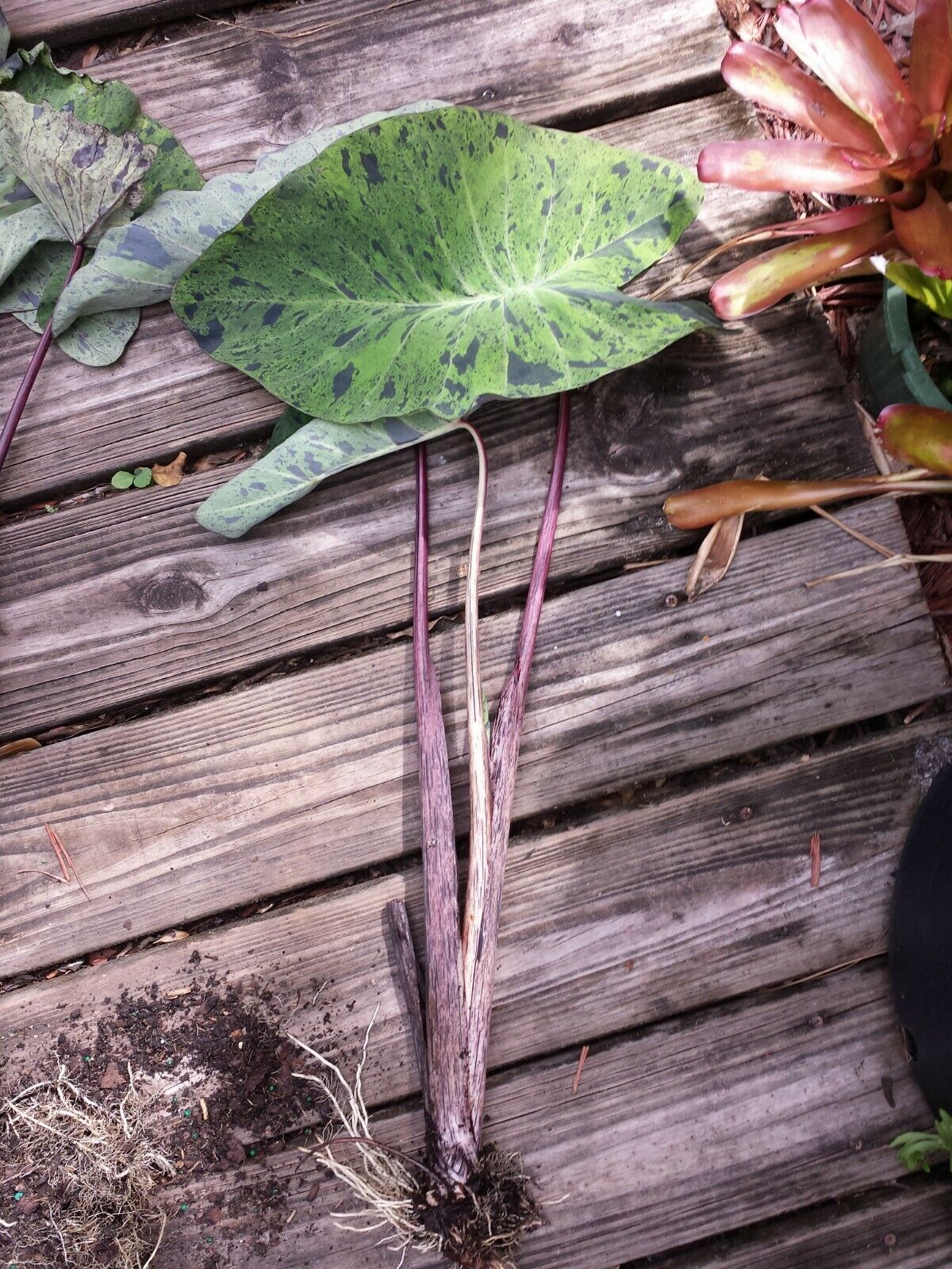 Colocasia escuenta Mojito Elephant Ear