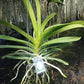 Vanda Muang Thong White