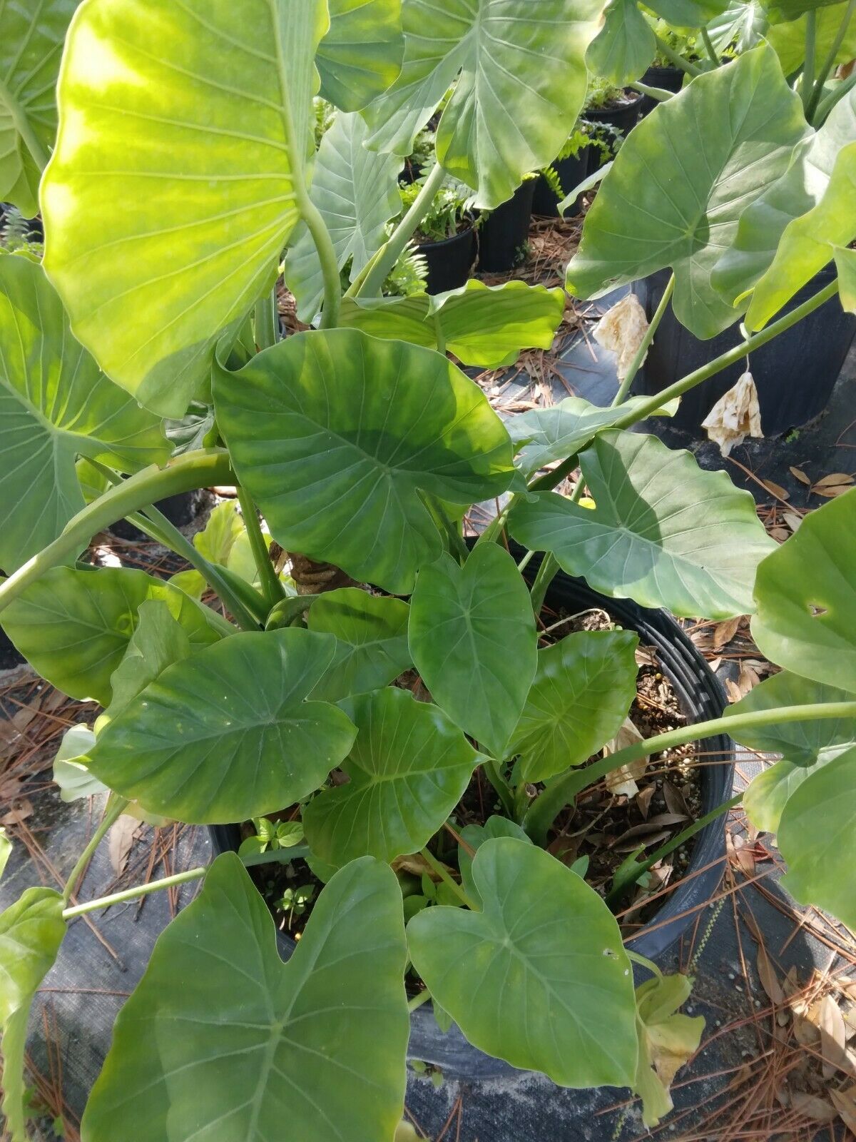 Alocasia Odora Elephant Ear