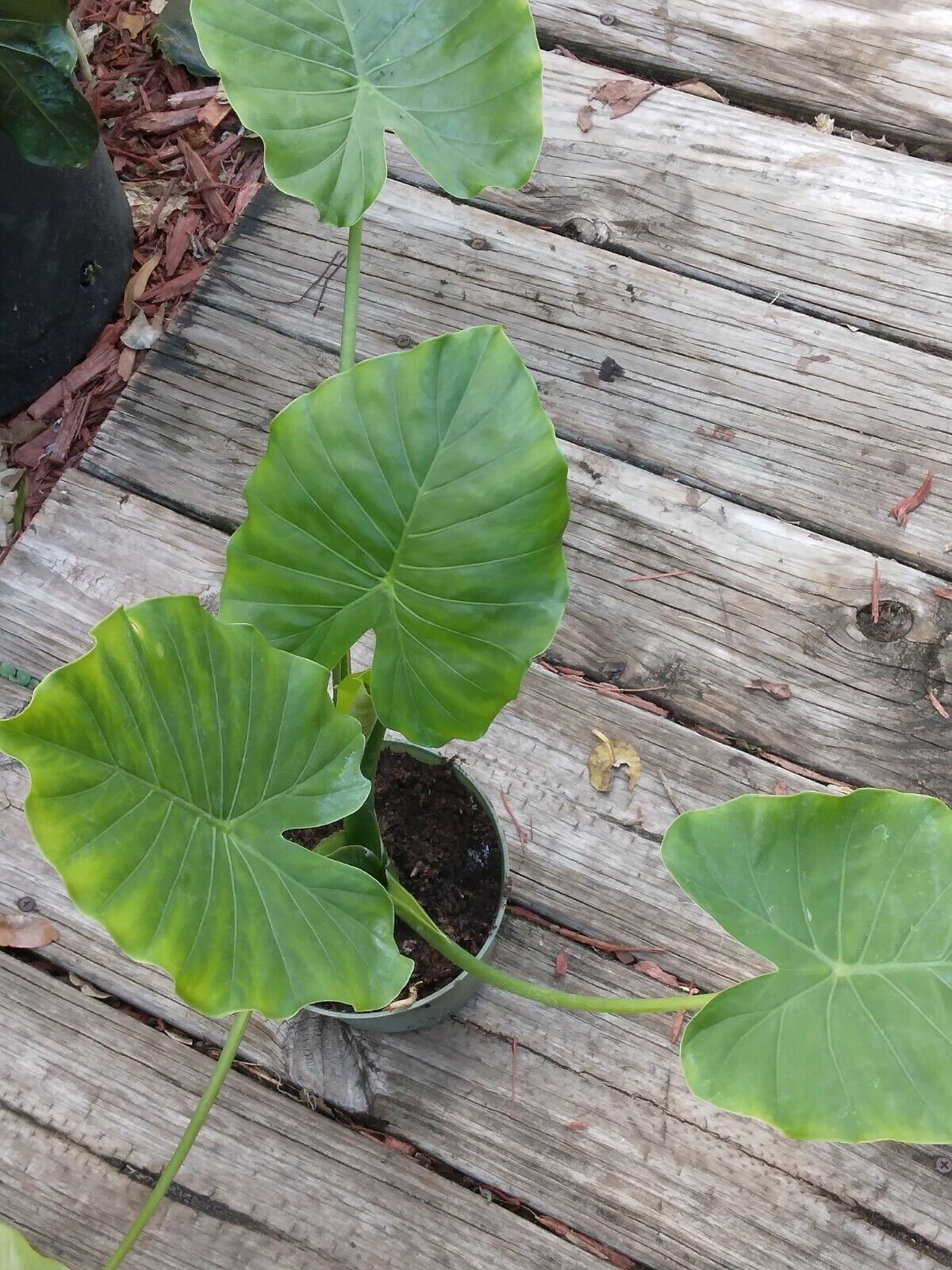 Alocasia Odora Elephant Ear