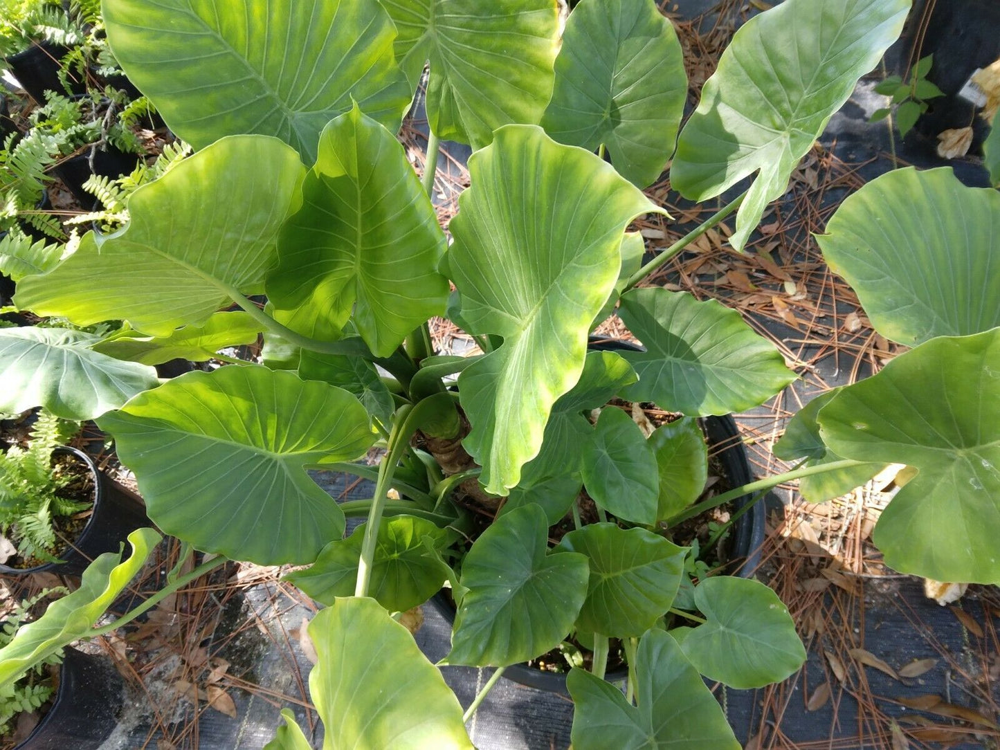 Alocasia Odora Elephant Ear