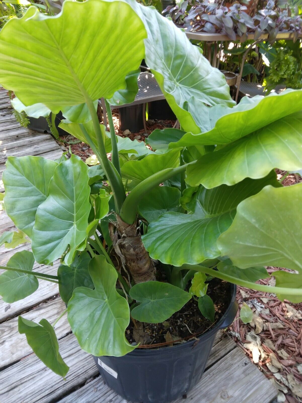 Alocasia Odora Elephant Ear