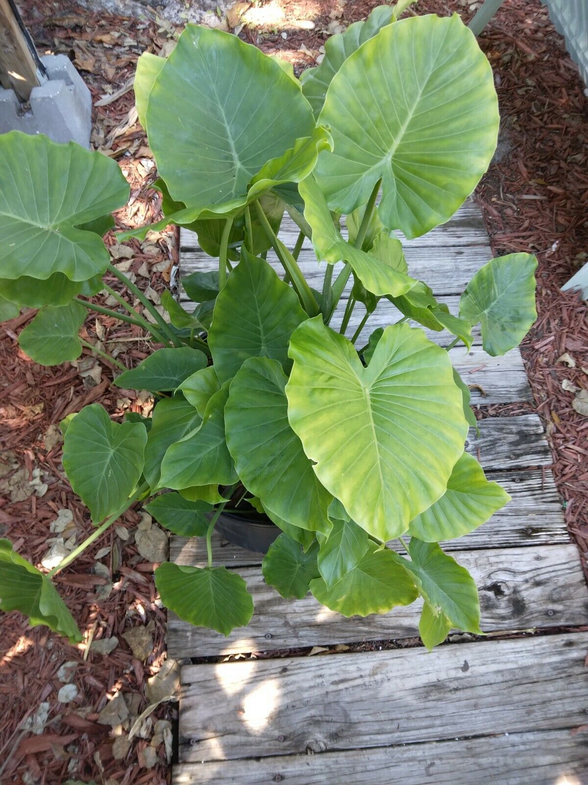 Alocasia Odora Elephant Ear