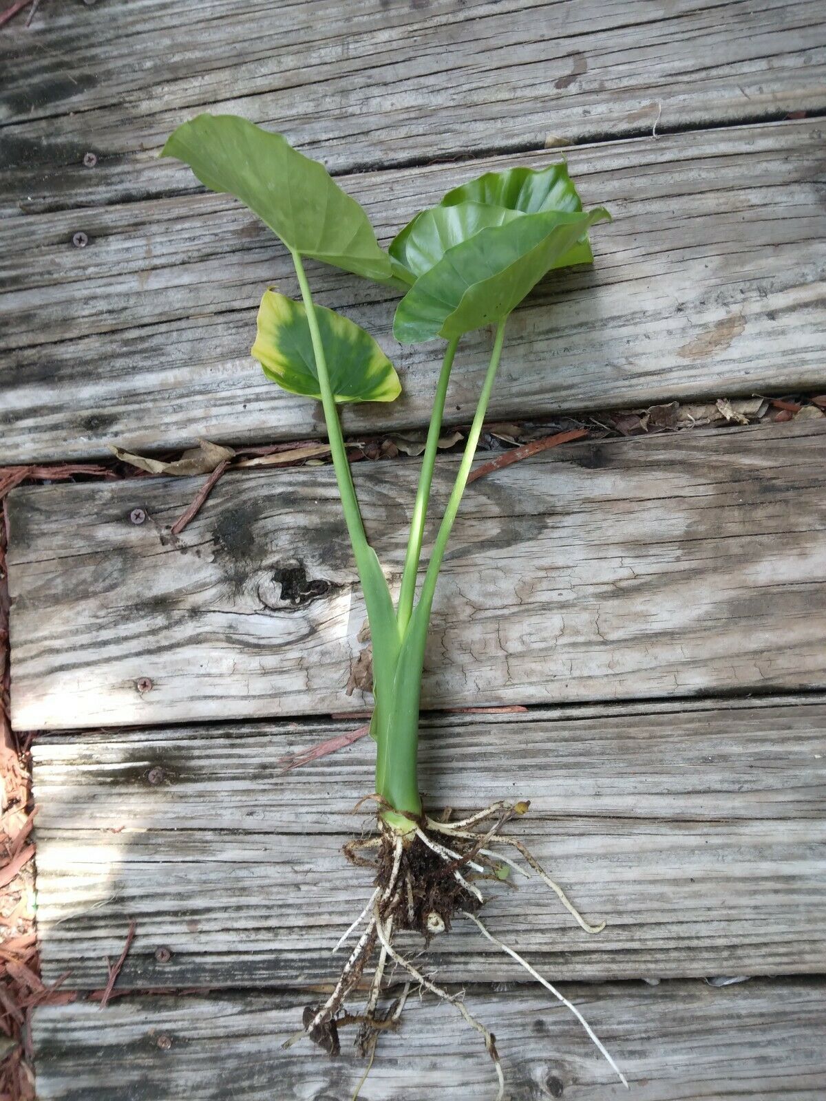 Alocasia Odora Elephant Ear