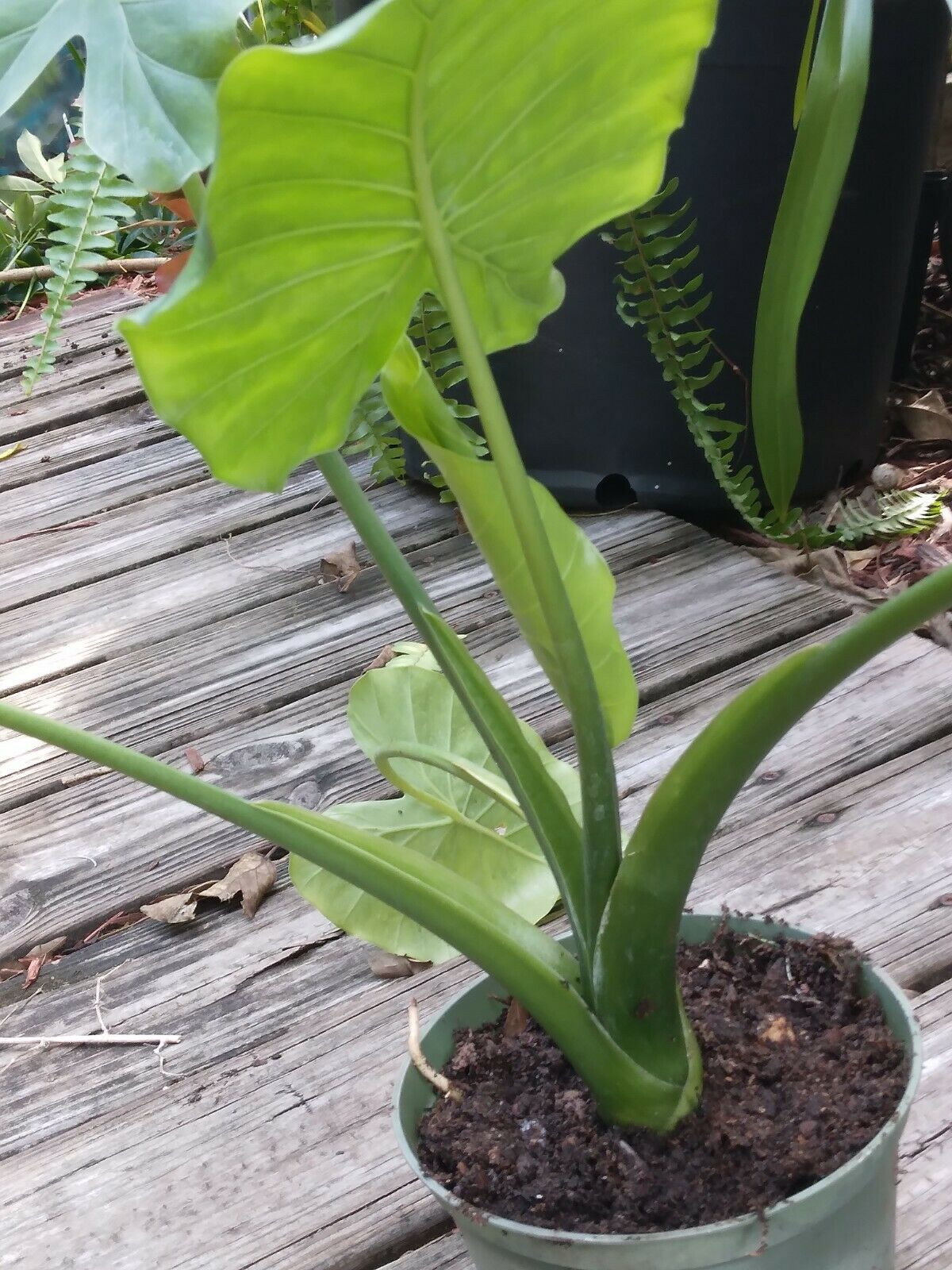 Alocasia Odora Elephant Ear