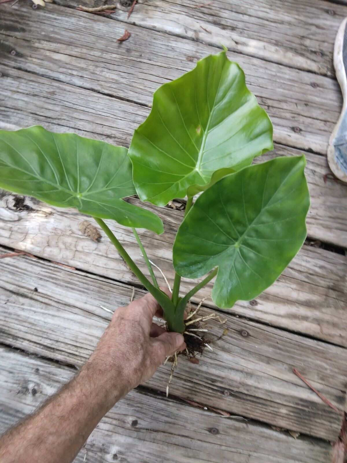 Alocasia Odora Elephant Ear