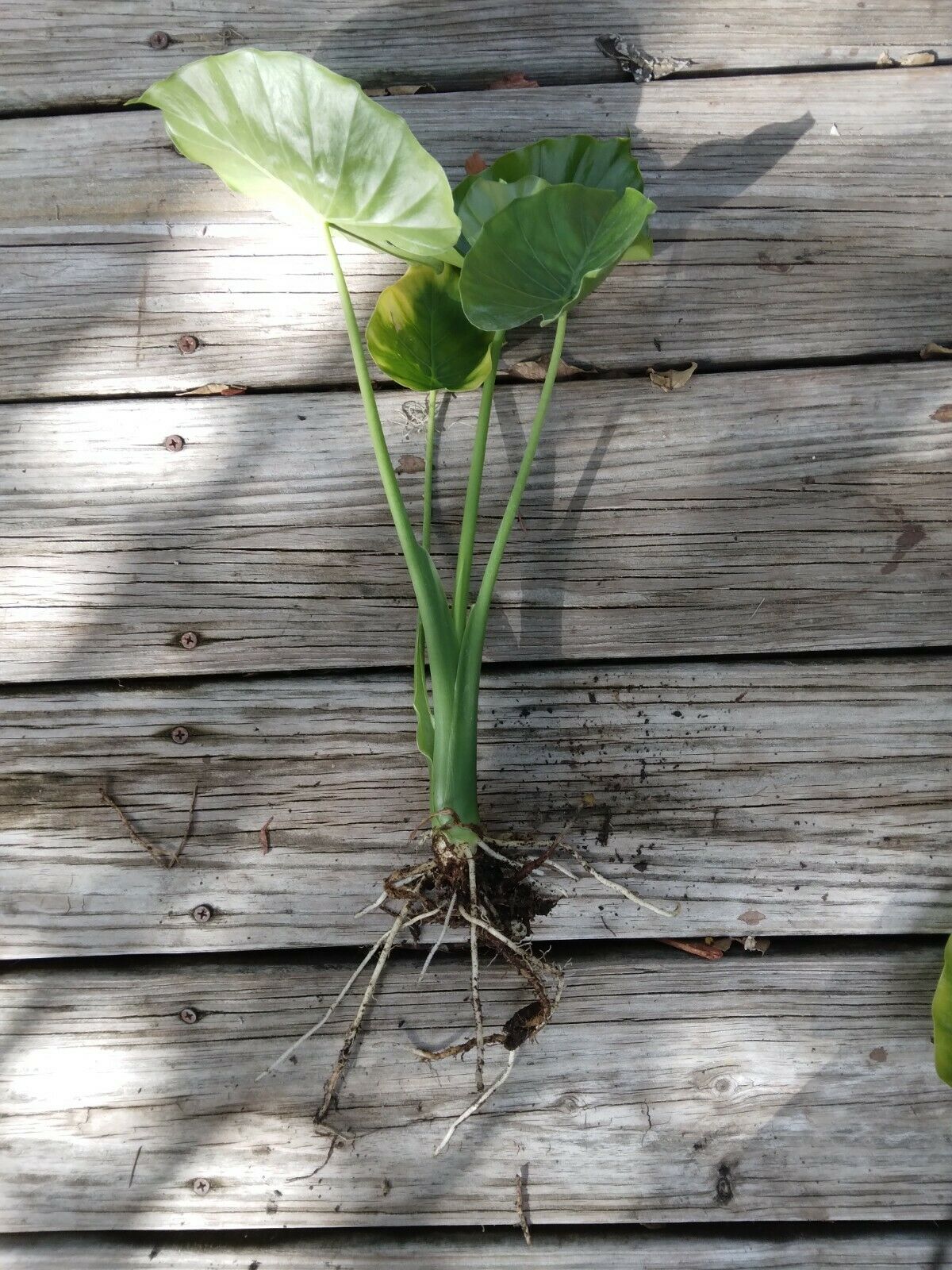 Alocasia Odora Elephant Ear