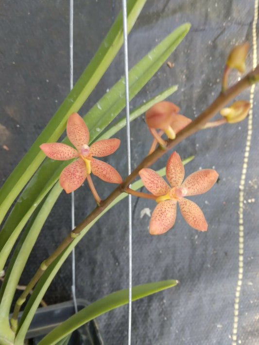 Vanda Ren. monachica x curvifolium
