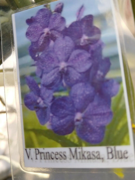 Vanda Ascda. Princess Mikasa 'Blue Velvet'