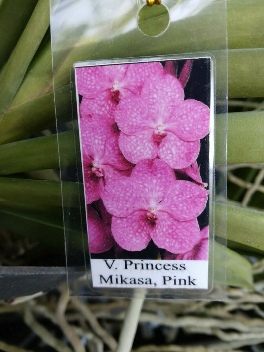Vanda Acsda. Princess Mikasa Pink