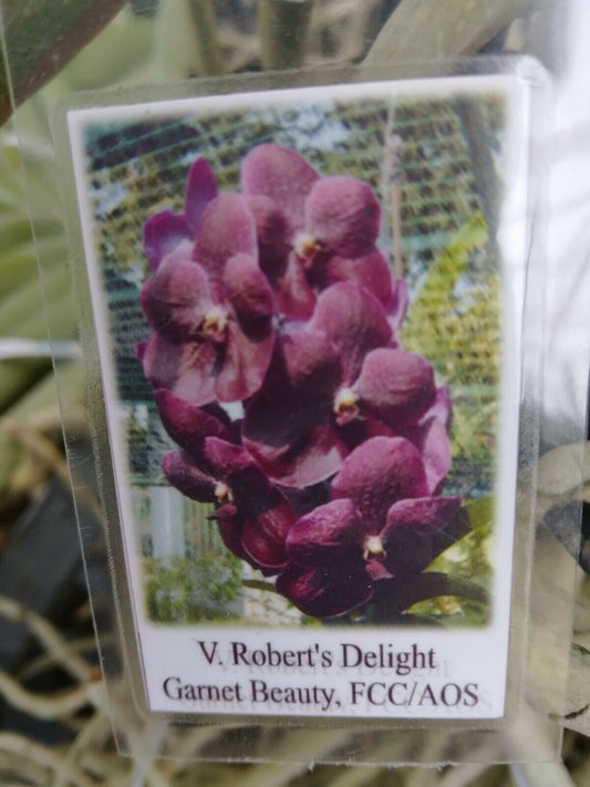 Vanda Roberts Delight Garnet Beauty