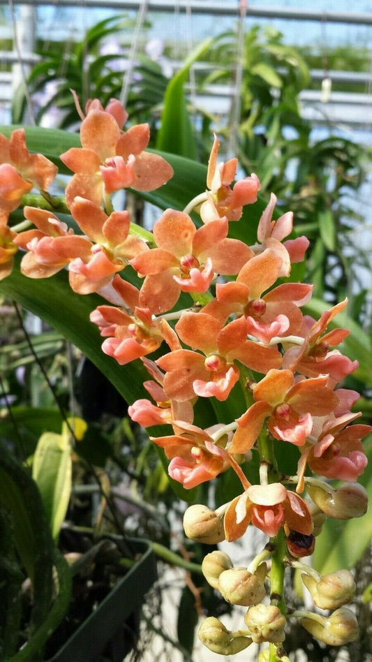 Vanda Rhynchostylis gigantea Peach