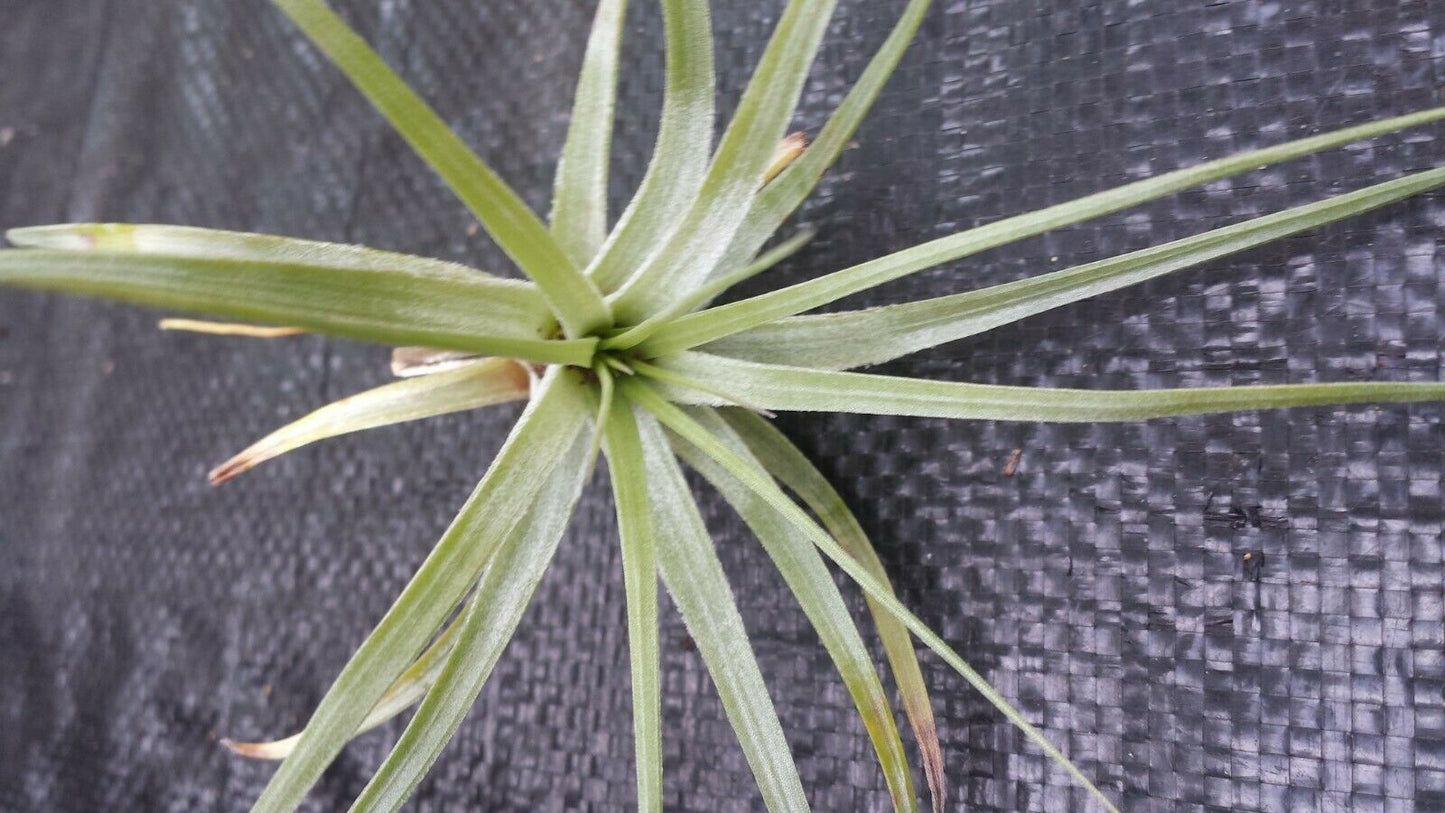 Tillandsia Stricta single Tropical Air Plant