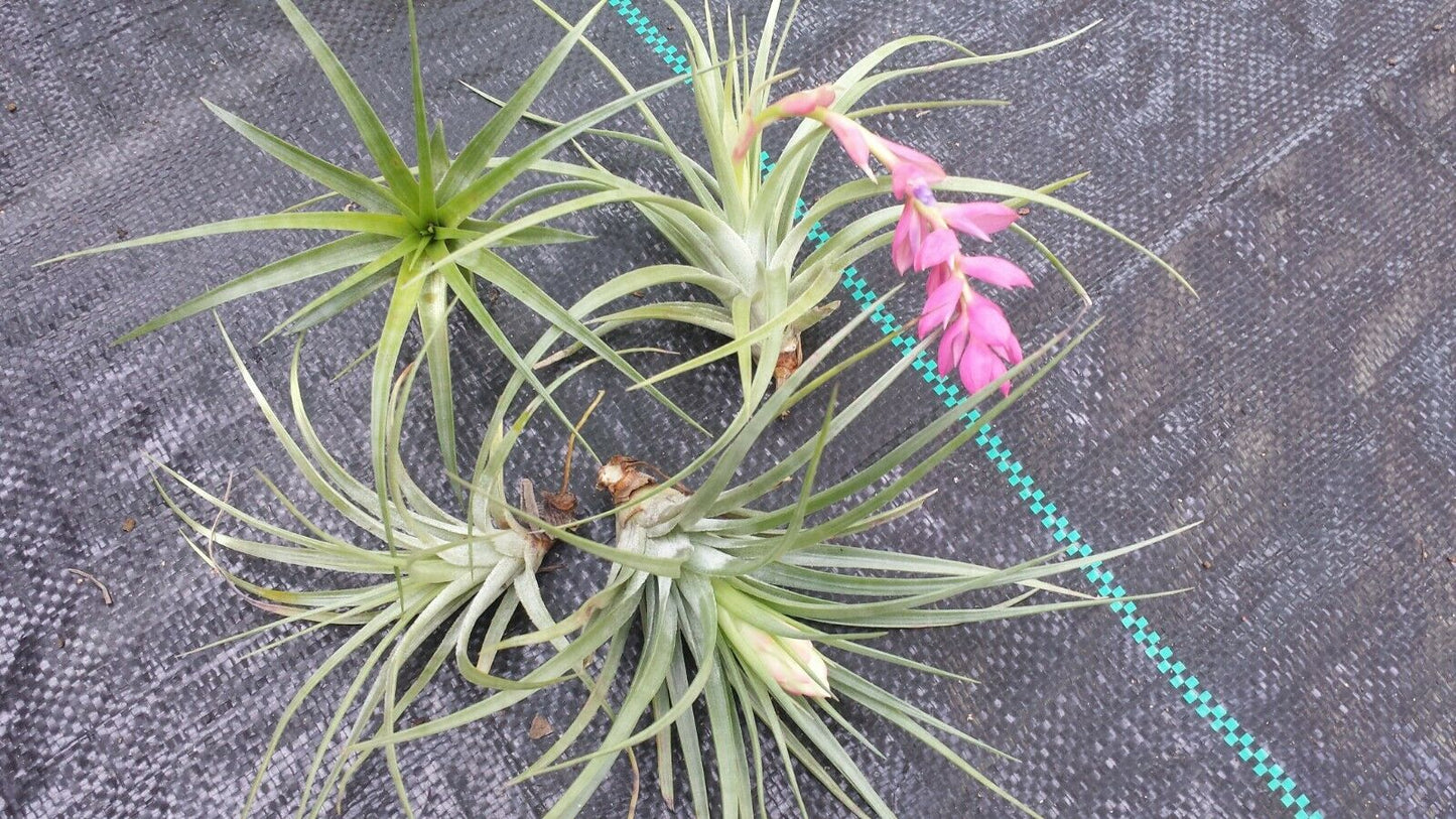 Tillandsia Stricta single Tropical Air Plant