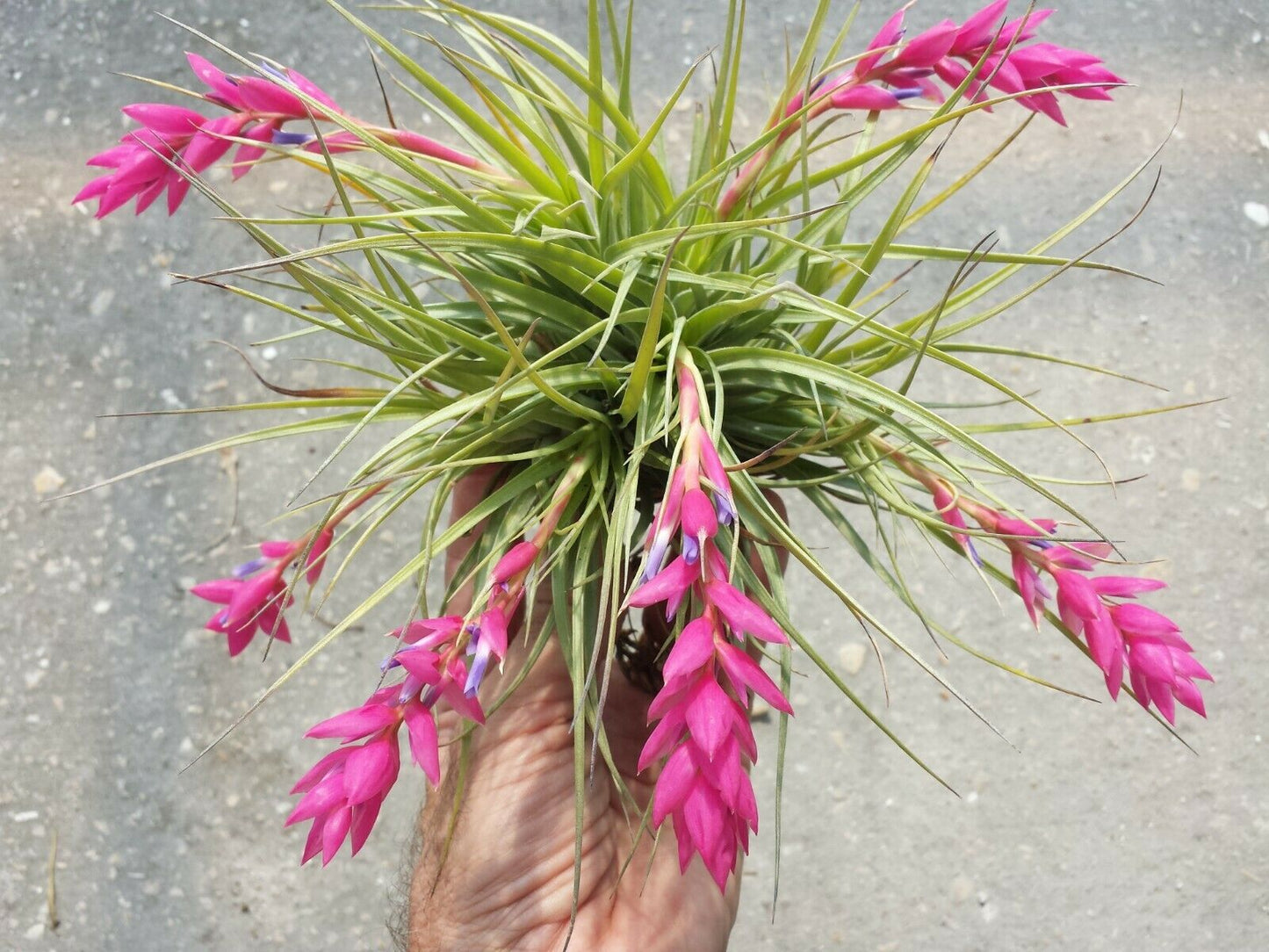 Tillandsia Stricta single Tropical Air Plant