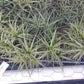 Bromeliad Tillandsia bergeri large colony Tropica Airl Plants