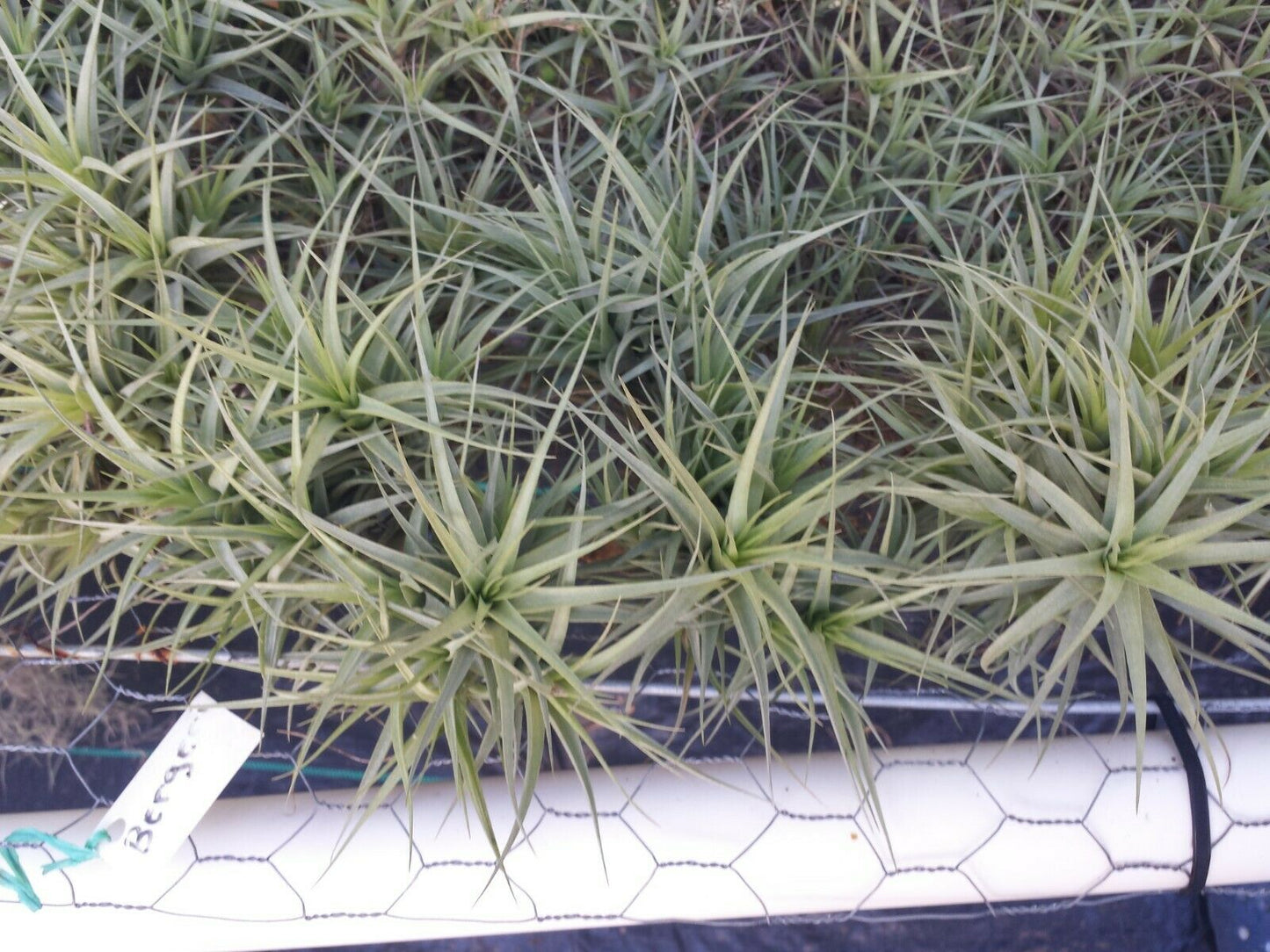 Bromeliad Tillandsia bergeri large colony Tropica Airl Plants