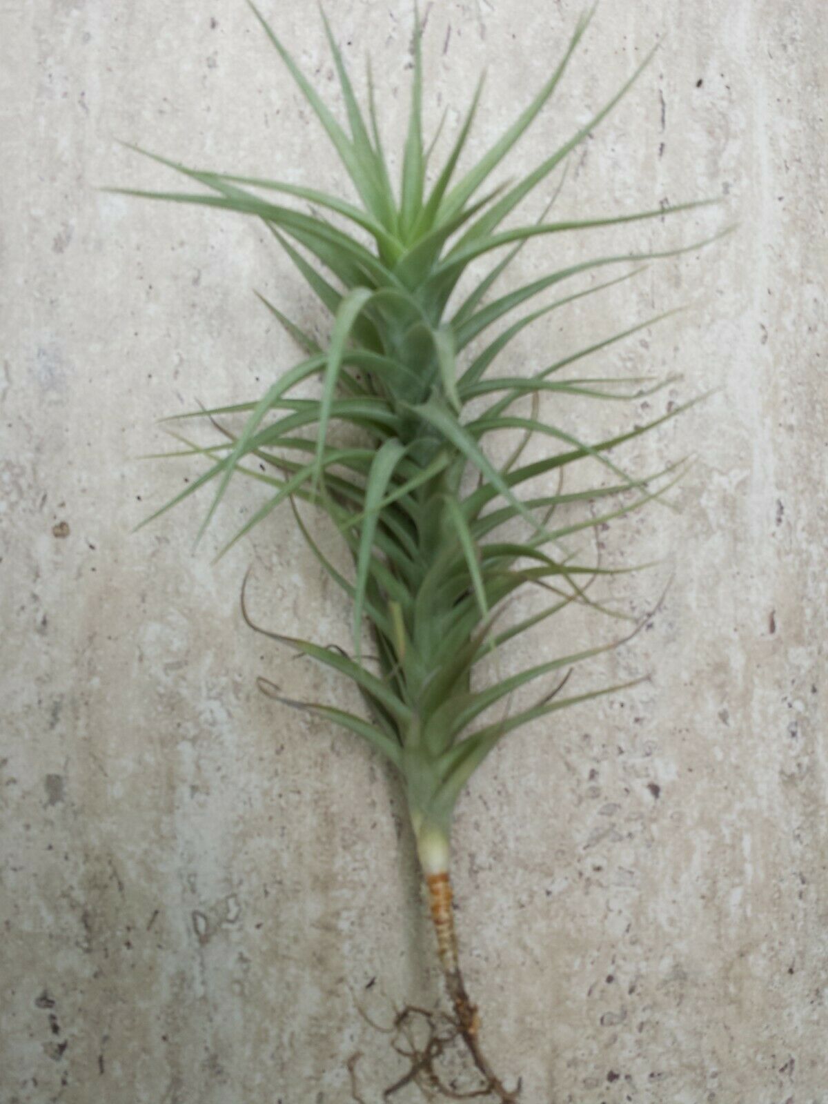 Bromeliad Tillandsia bergeri large size Tropical Air Plant