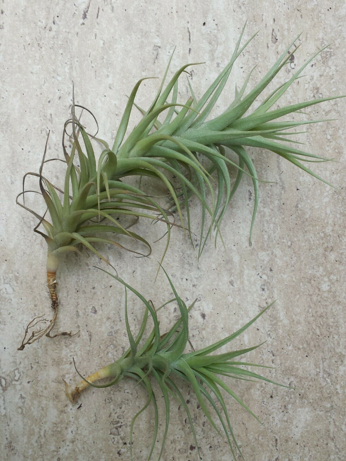 Bromeliad Tillandsia bergeri large size Tropical Air Plant