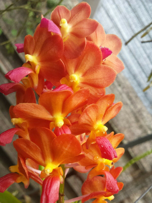 Vanda Perreiraara Tony Tan Keng Yam