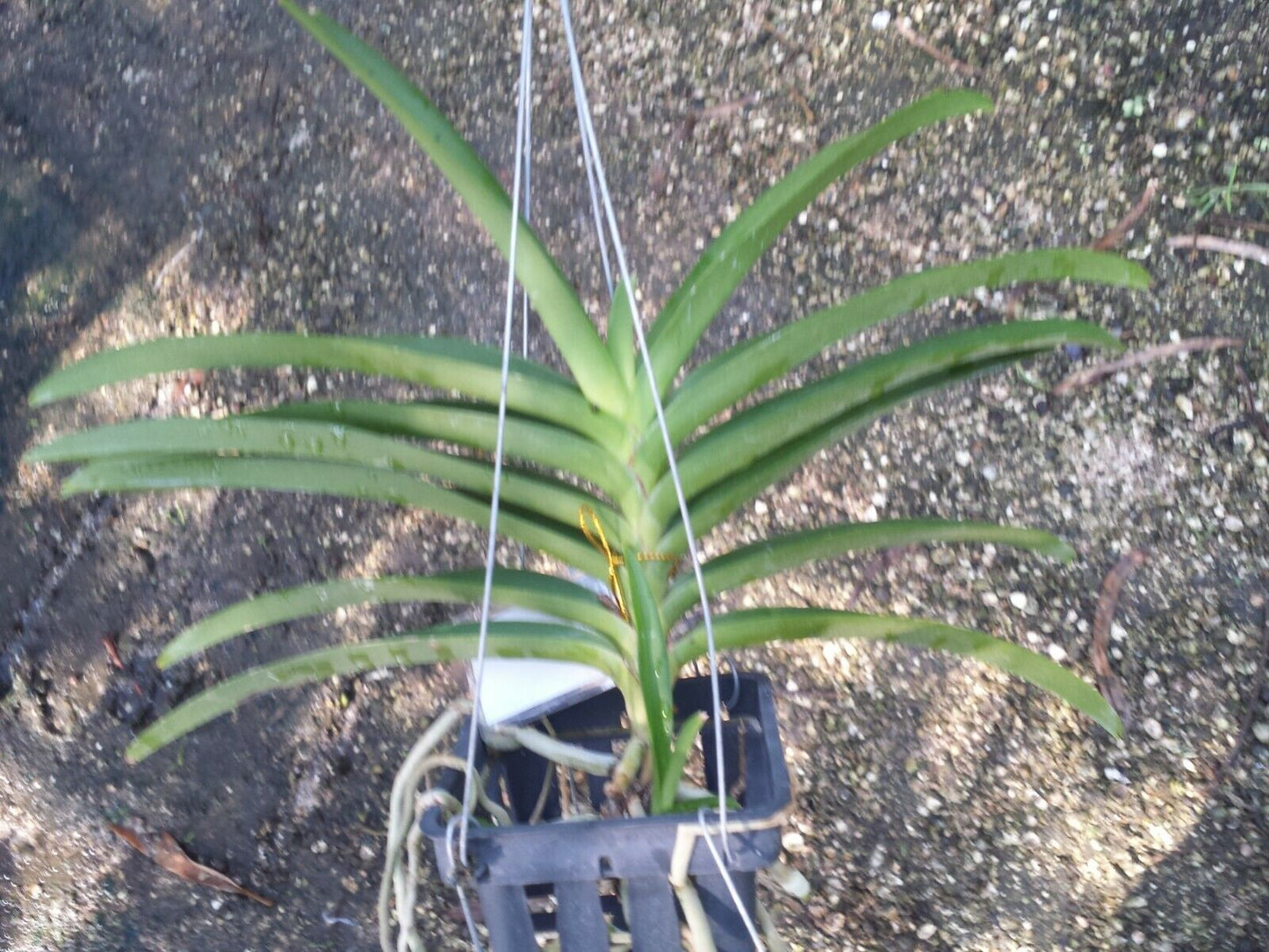 Vanda Arthorn Tropical Hanging Plants