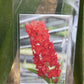 Vanda Arthorn Tropical Hanging Plants