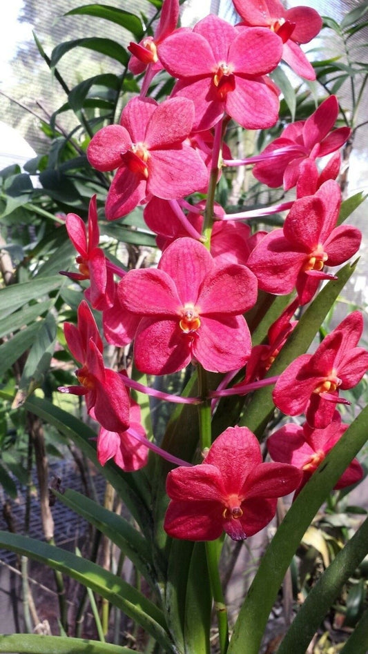 Vanda Renantanda Cherry Rose