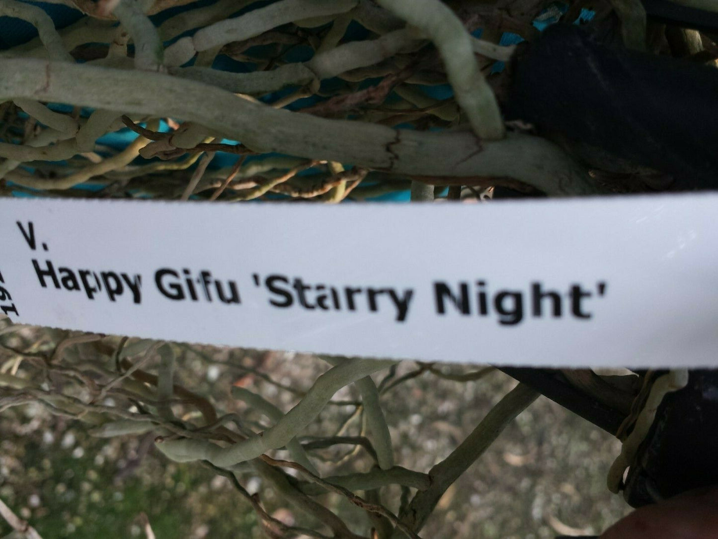Vanda Happy Gifu Starry Night