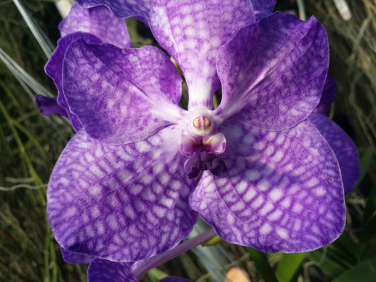 Vanda Pakchong Blue