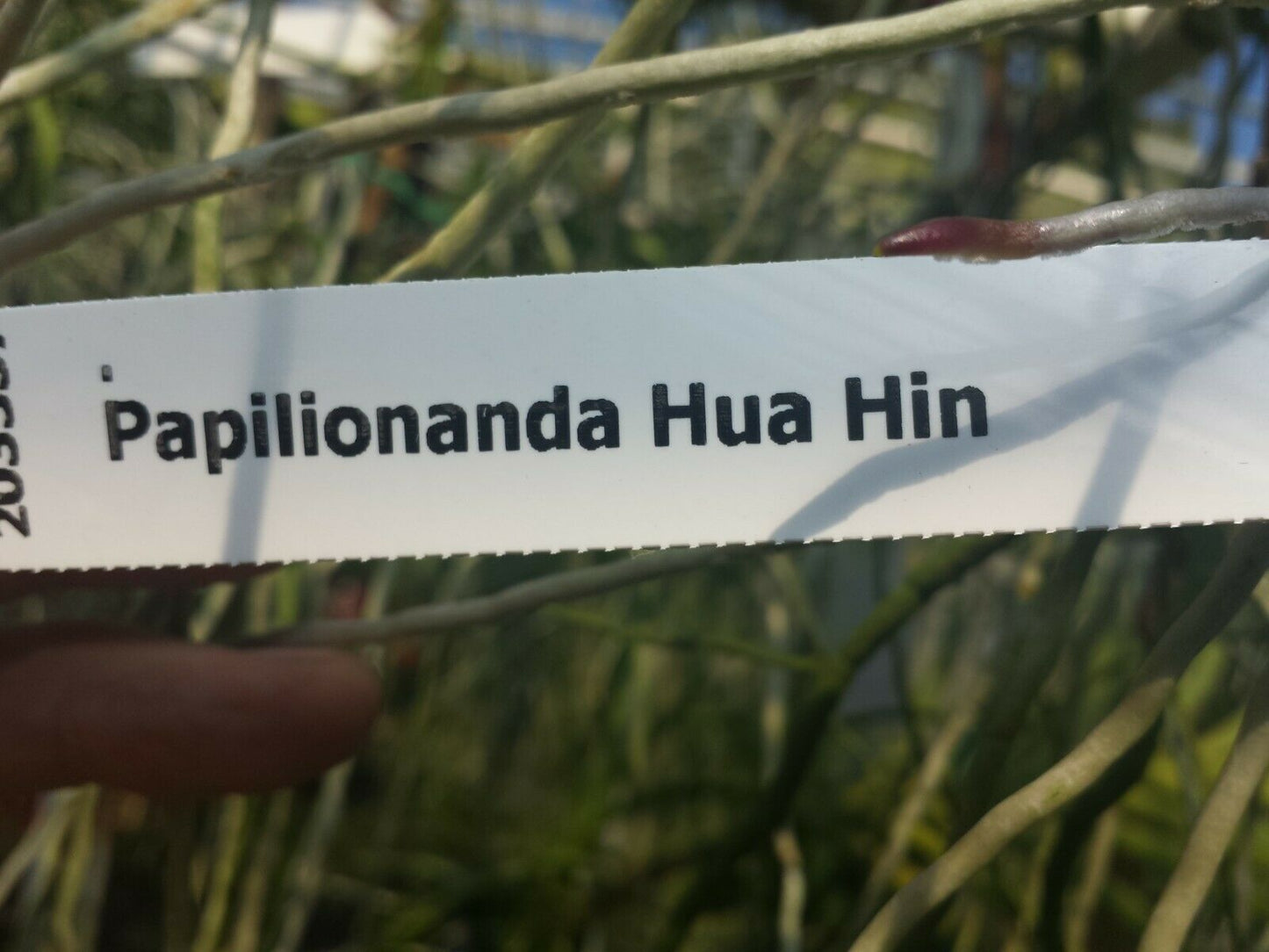 Vanda Papilionanda Hua Hin Full Sun Exotic Tropical Plant