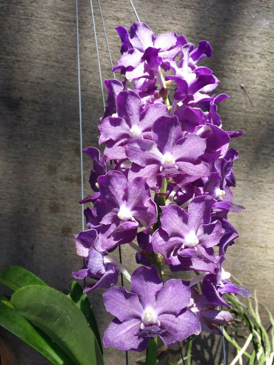 Vanda Ploenpit Blue Fragrant Tropical Plants