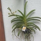 Vanda Ploenpit Prize Fragrant Tropical Plants