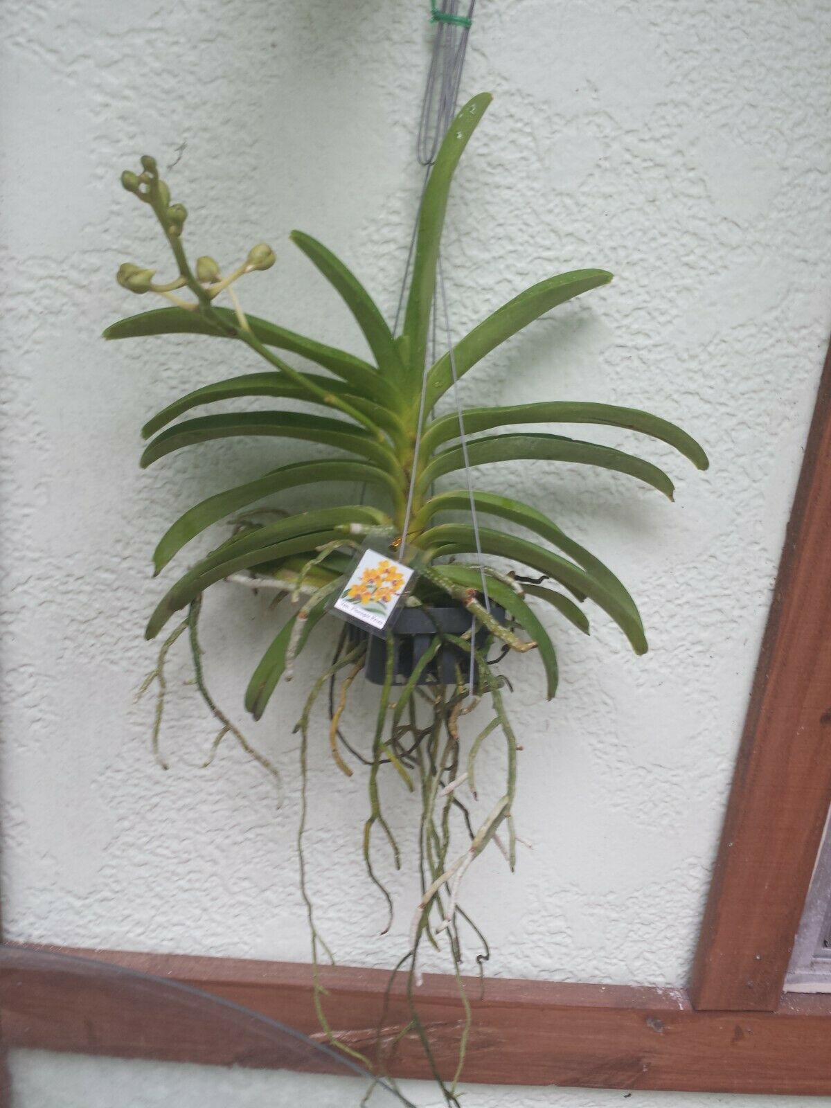 Vanda Ploenpit Prize Fragrant Tropical Plants