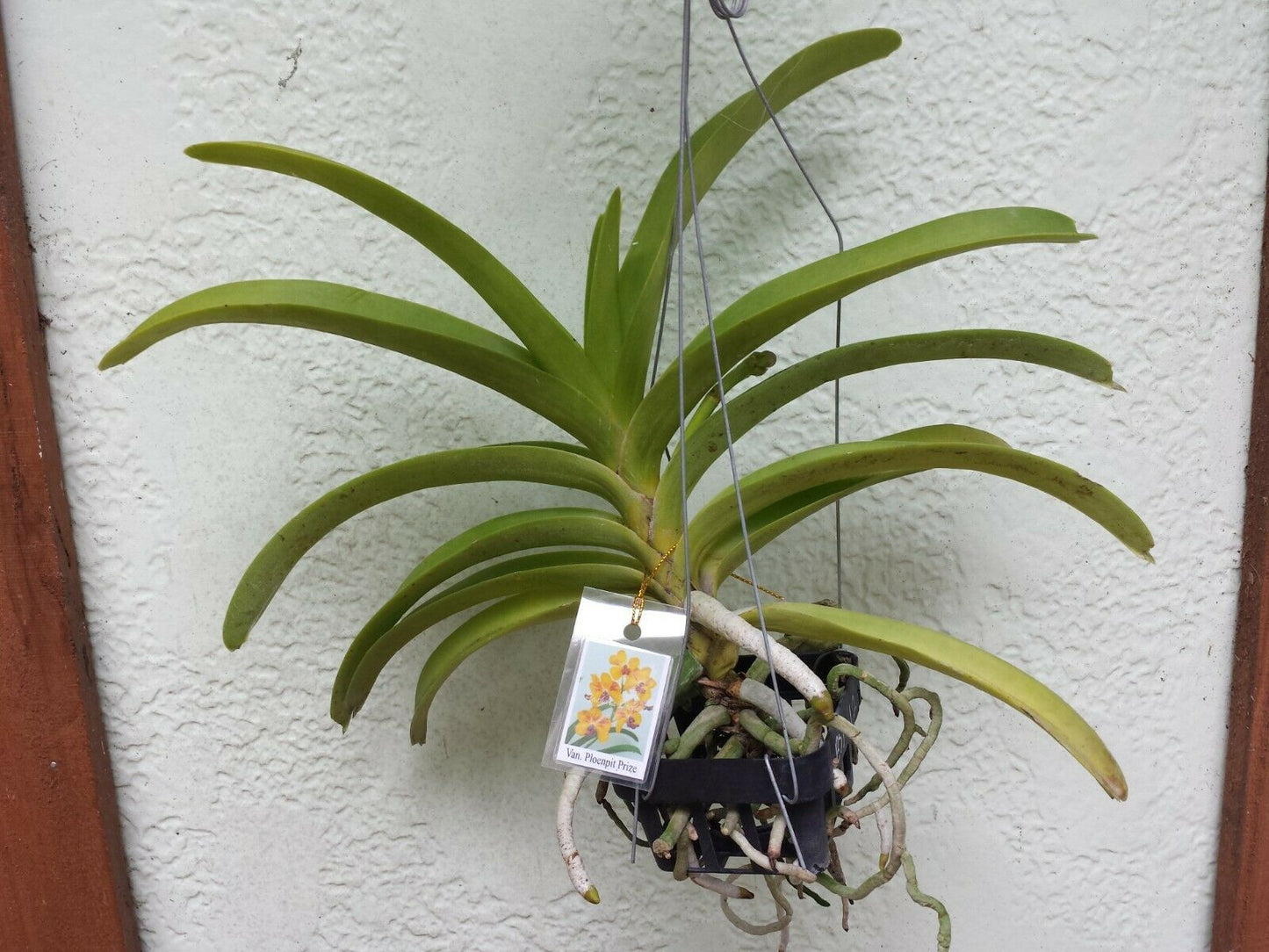 Vanda Ploenpit Prize Fragrant Tropical Plants