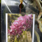 Vanda Rhynchostylis gigantea Pink Red Fragrant Tropical Plant