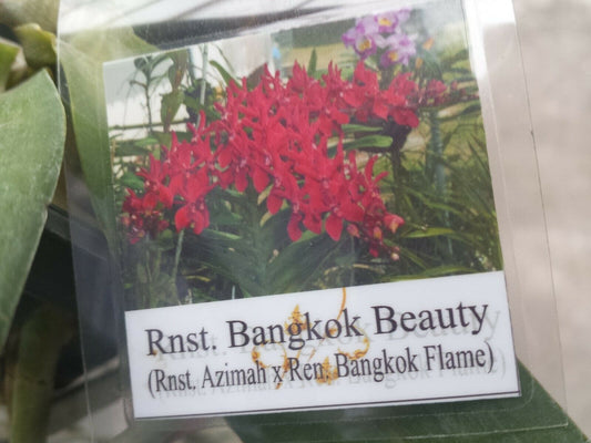 Vanda Rnst Bangkok Beauty on S hook Exotic Tropical