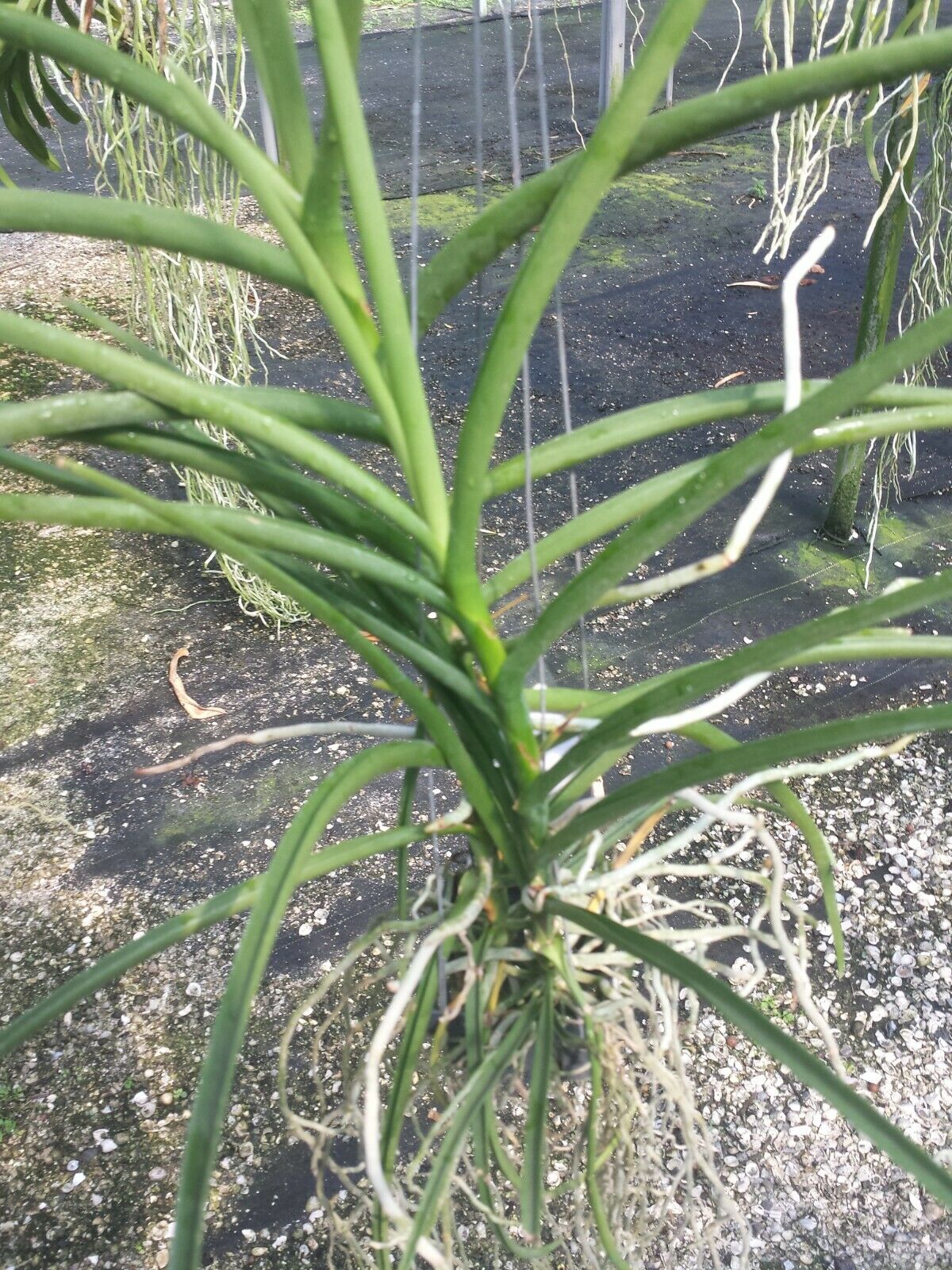 Vanda Udon Sunshine Full Sun single Exotic Tropical Plants