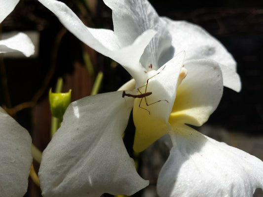 Vanda teres White Full Sun single Exotic Tropical Plants