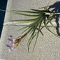Bromeliad Tillandsia bergeri single Exotic Tropical Air