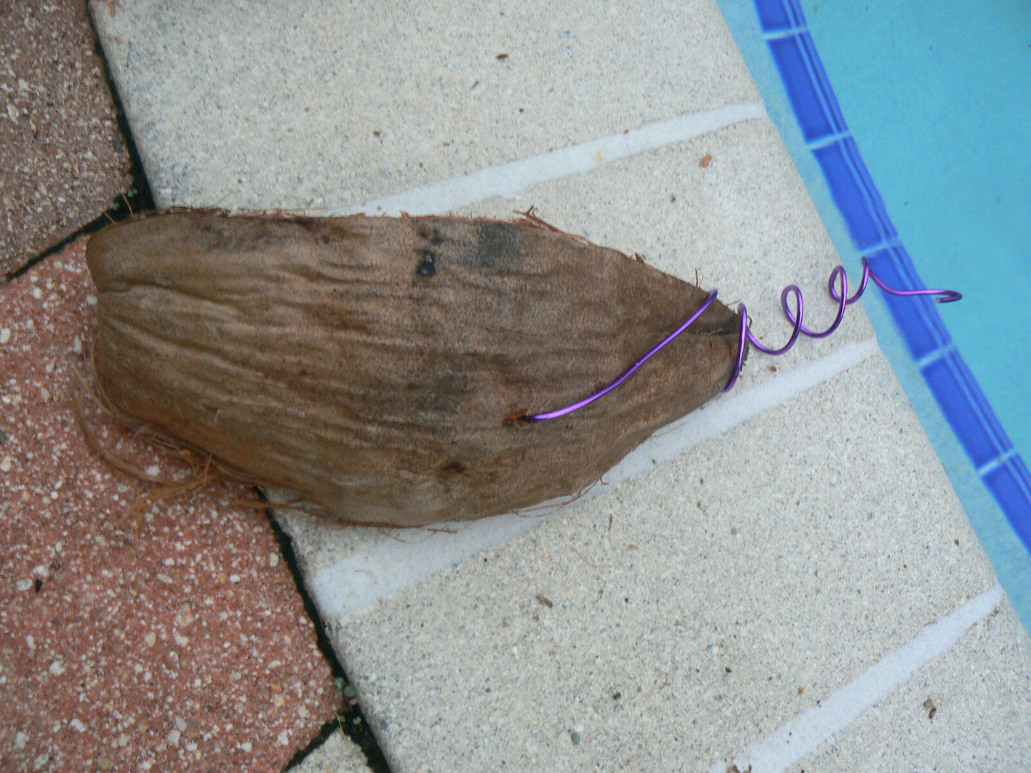 Coconut Shell Husk Hanger for Orchid Tillandsia other Epiphyte