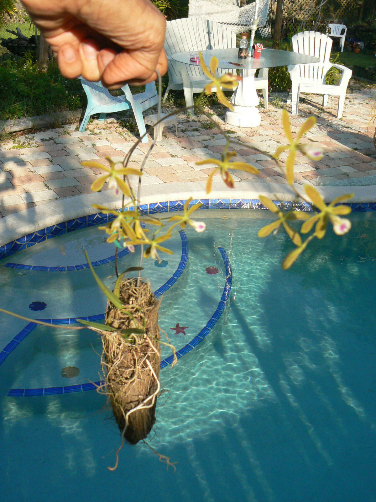 Coconut Shell Husk Hanger for Orchid Tillandsia other Epiphyte