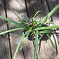 Encyclia tampensis alba Fragrant Orchid Florida Native